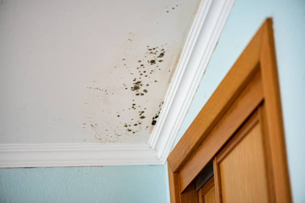 Professional Mold Removal in Filer, ID