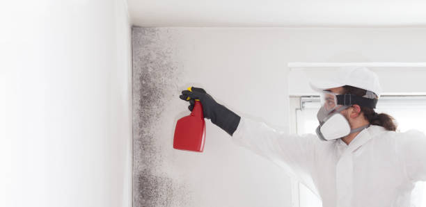 Home Mold Removal in Filer, ID